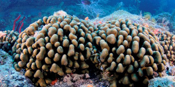 Dive With South Florida Diving Headquarters